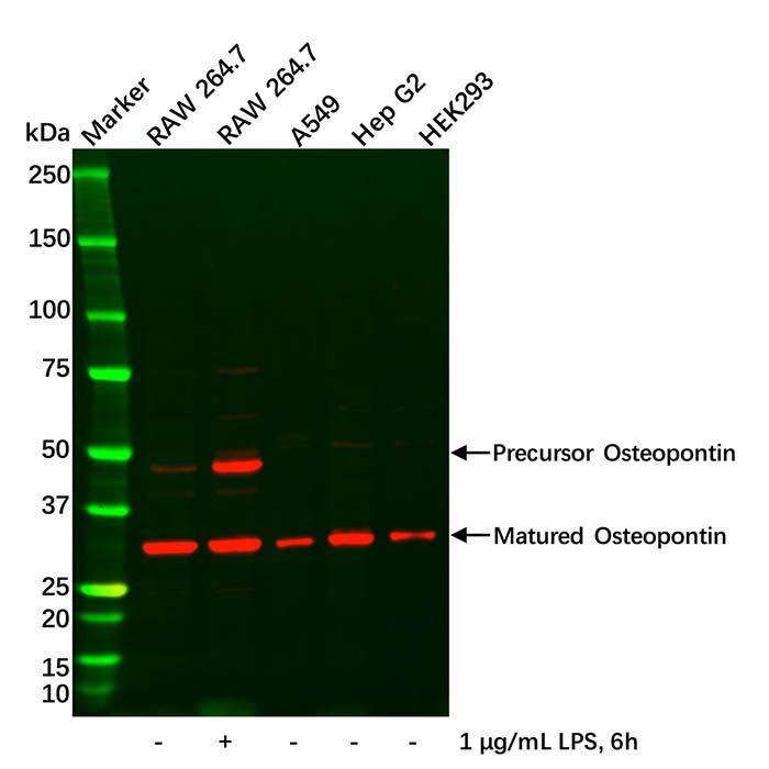 Osteopontin Antibody
