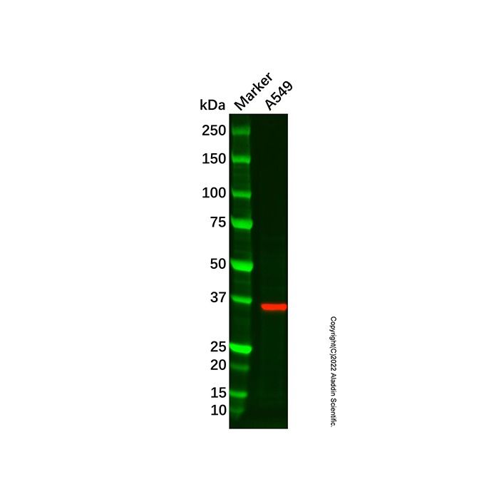 Recombinant OXGR1/GPR99 Antibody