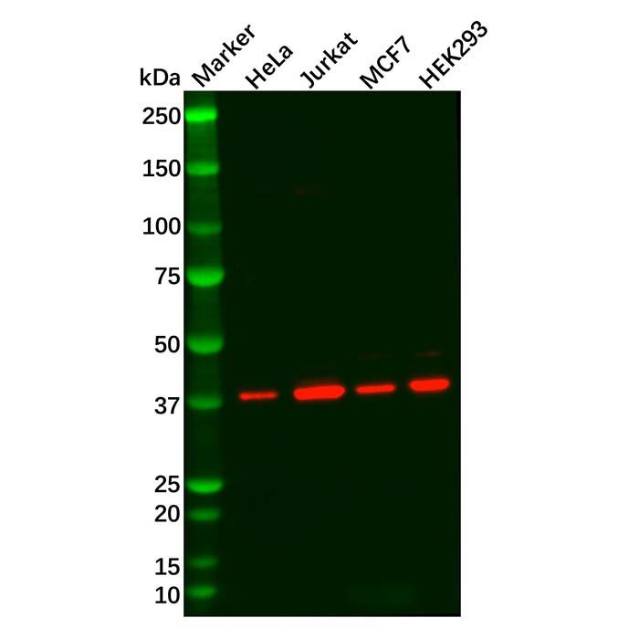 Recombinant p38 alpha/MAPK14 Antibody
