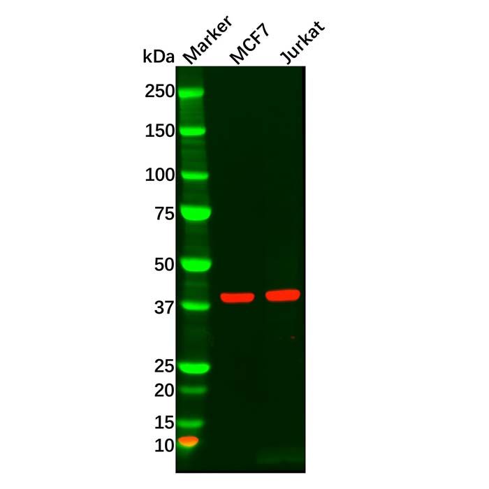 MAPK11 Antibody