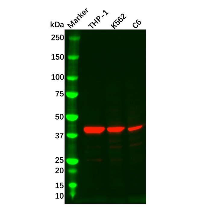 p38 gamma/MAPK12 Antibody