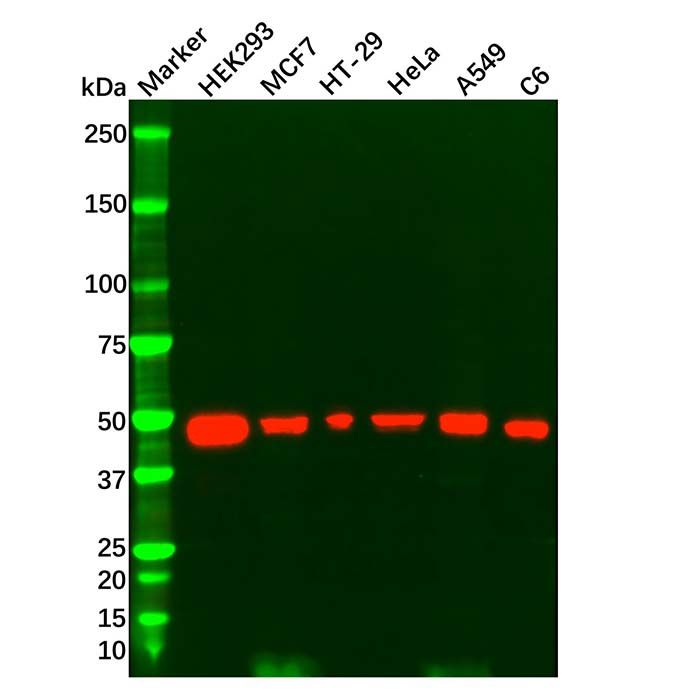 p53 Mouse mAb