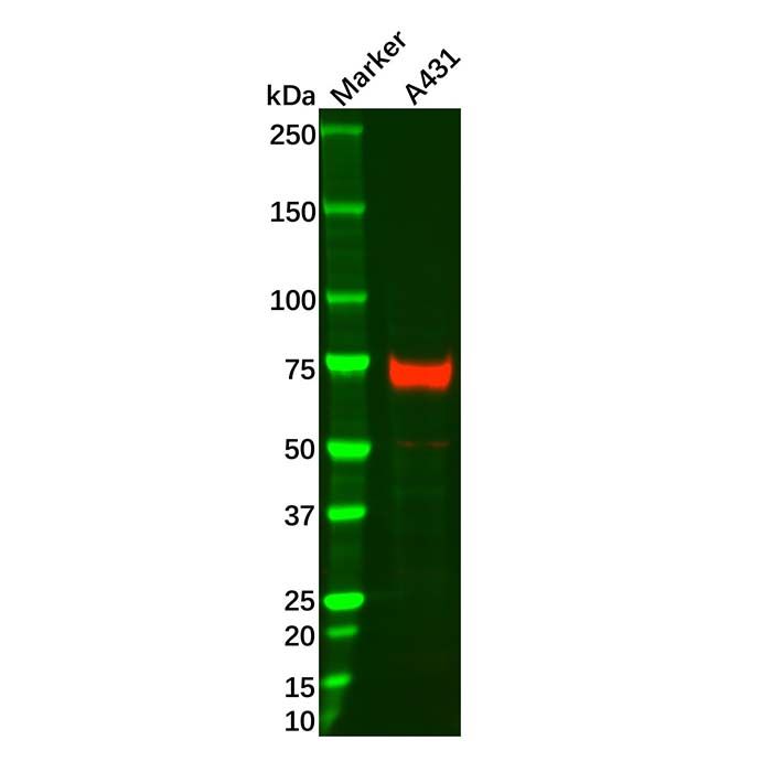 p63 Mouse mAb