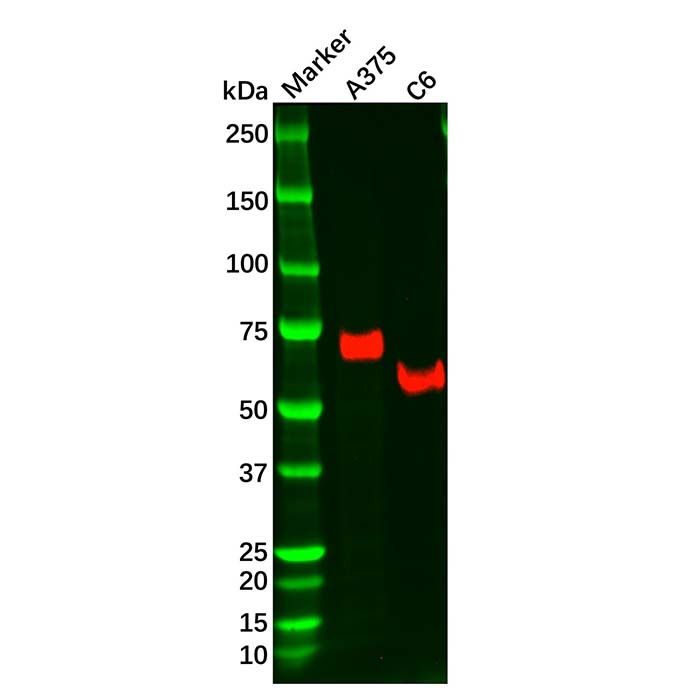 Recombinant NGFR Antibody