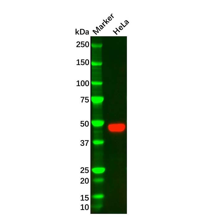 PAI1 Mouse mAb