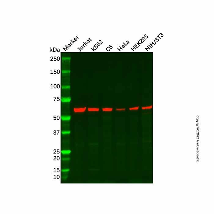Recombinant PAK2 Antibody