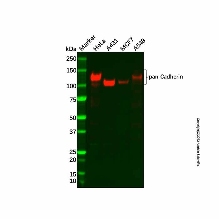 Recombinant pan Cadherin Antibody