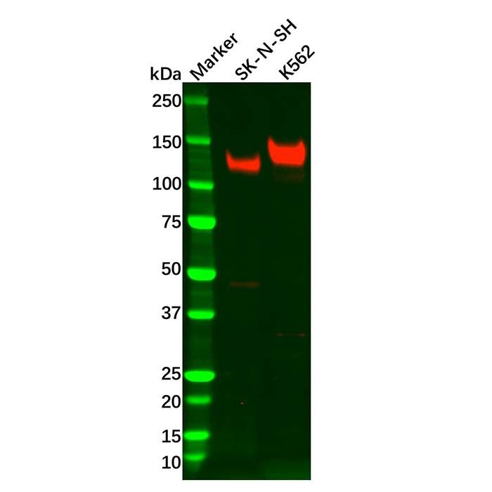 TrkA Antibody