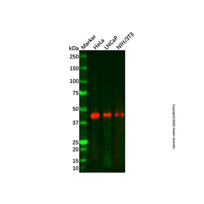Recombinant PAR4 Antibody