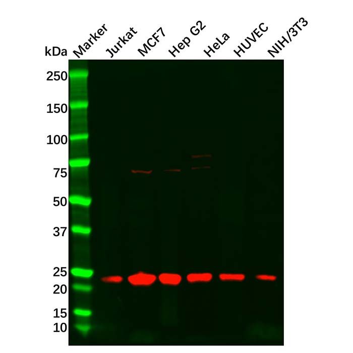 PARK7 Antibody
