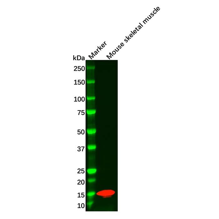Recombinant Parvalbumin Antibody