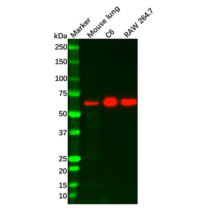Recombinant Paxillin Antibody