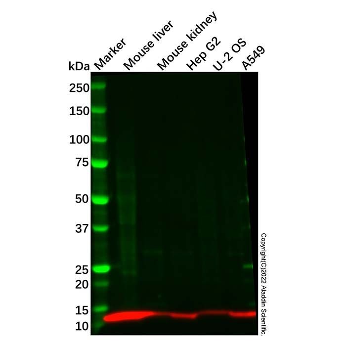 Recombinant PCBD1 Antibody