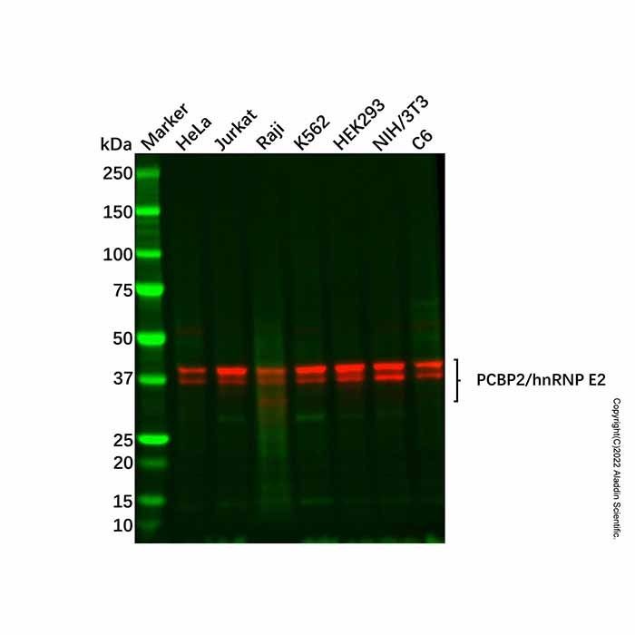 Recombinant PCBP2/hnRNP E2 Antibody