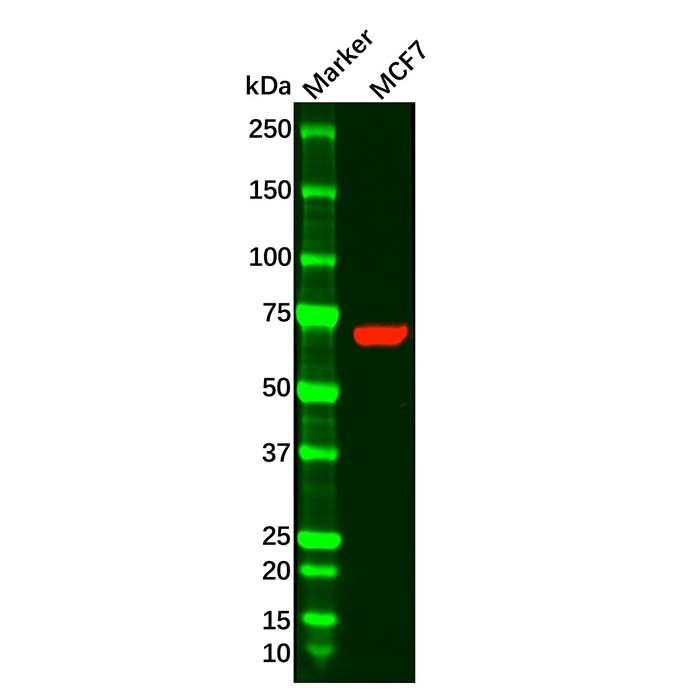 PCK1/PEPC Antibody