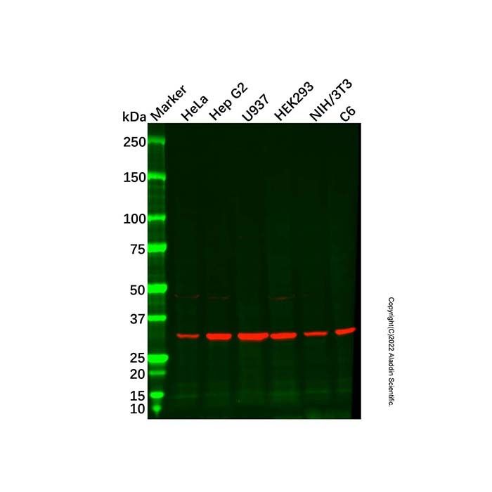 Recombinant PCNA Antibody