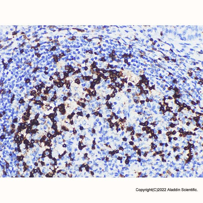 PD1 Mouse mAb