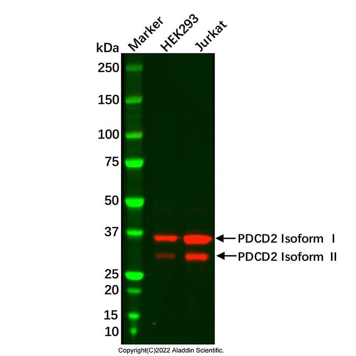 PDCD2 Antibody