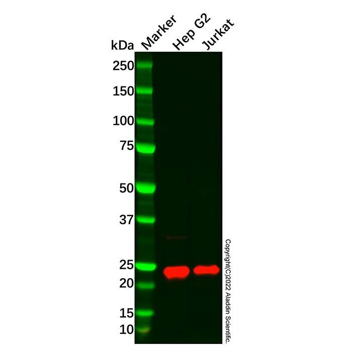 PDCD6/ALG-2 Antibody