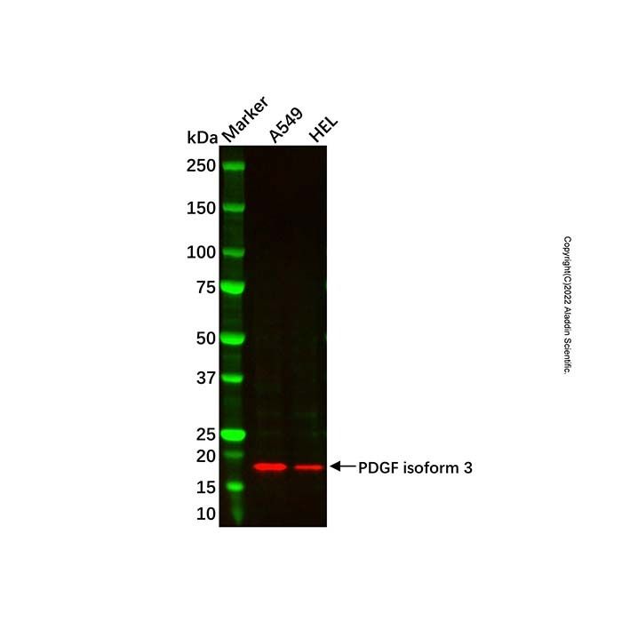 PDGFC Antibody