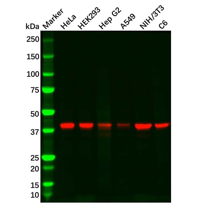 PDHA1 Mouse mAb