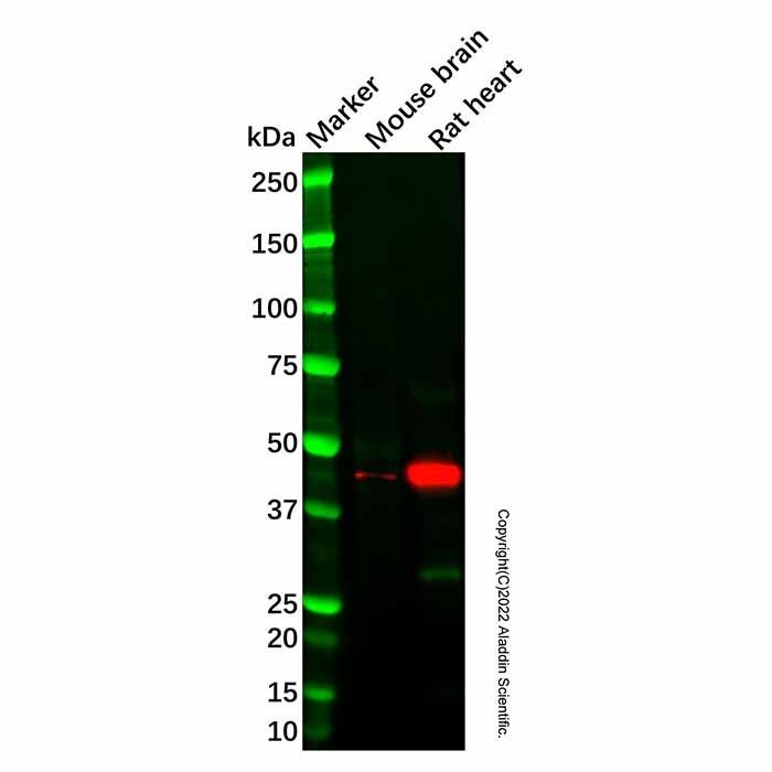 PDK2 Antibody