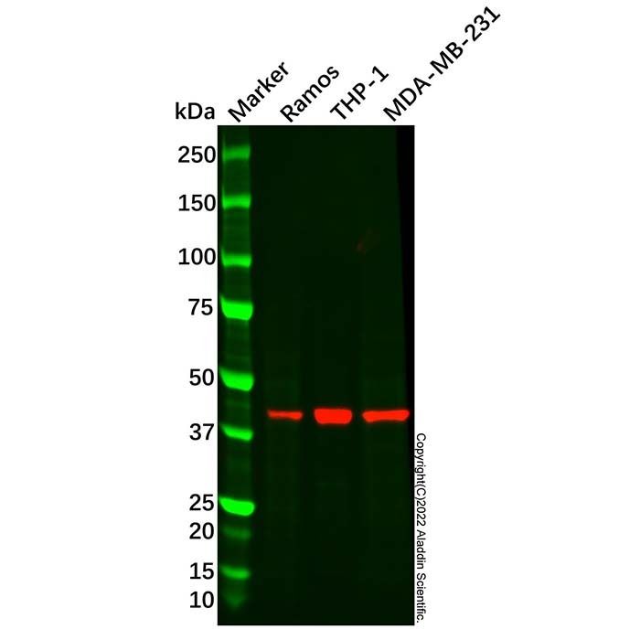 Recombinant PD-L1 Antibody