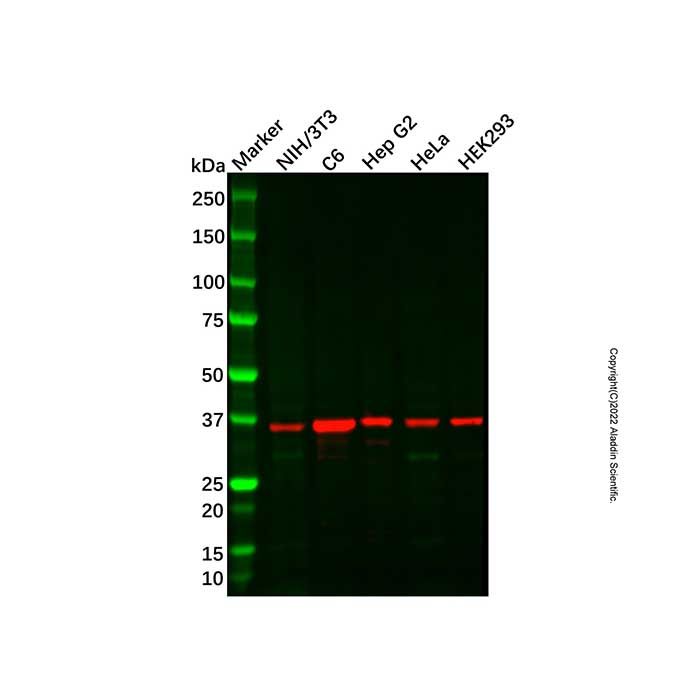 PDLIM2 Antibody