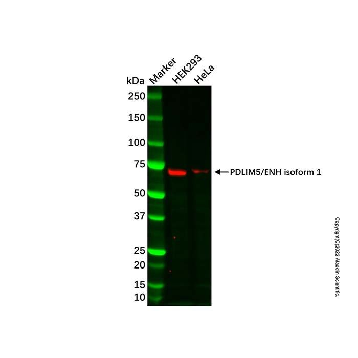PDLIM5/ENH Antibody