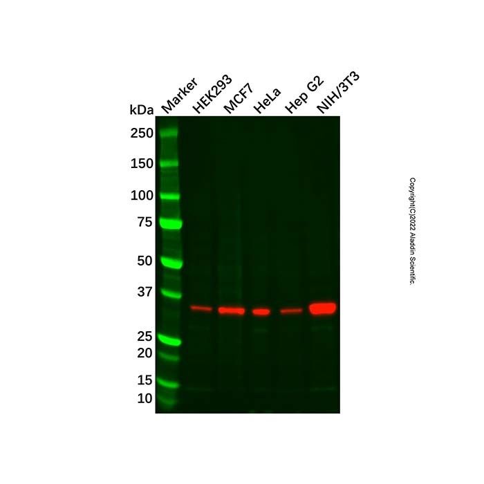 PDXK.1 Mouse mAb