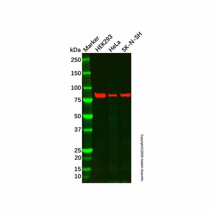 Recombinant Periostin Antibody
