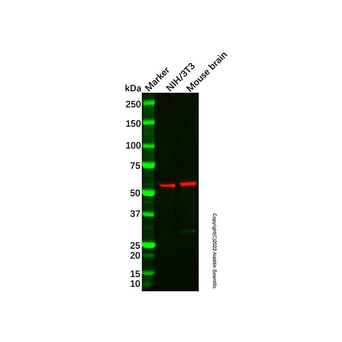 Peripherin Antibody