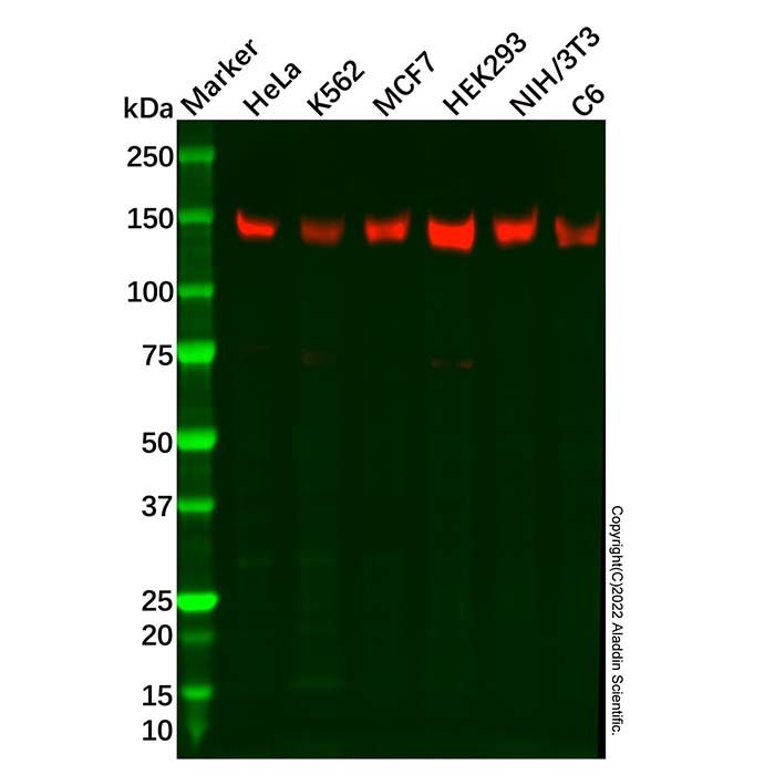 Recombinant PERK Antibody