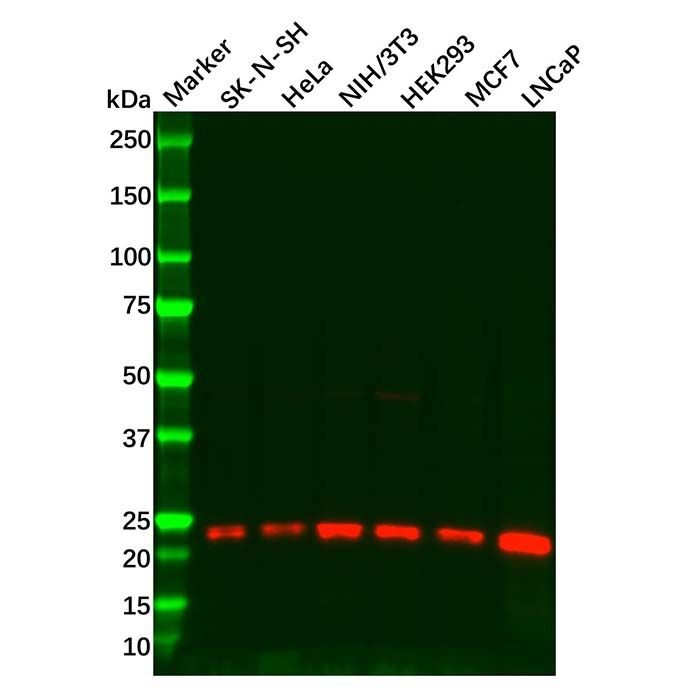 Peroxiredoxin 2/PRP Mouse mAb