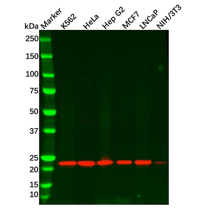 Recombinant Peroxiredoxin 2/PRP Antibody