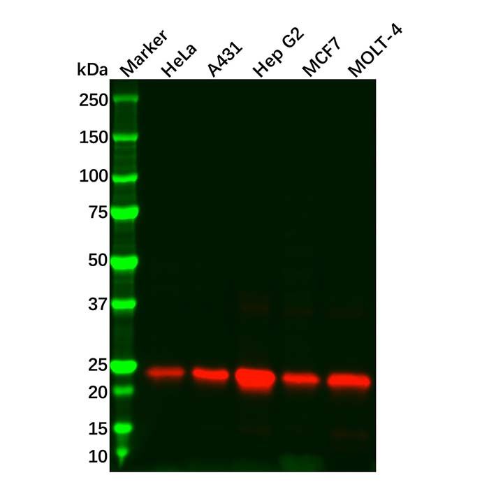 Recombinant Peroxiredoxin 3/PRDX3 Antibody