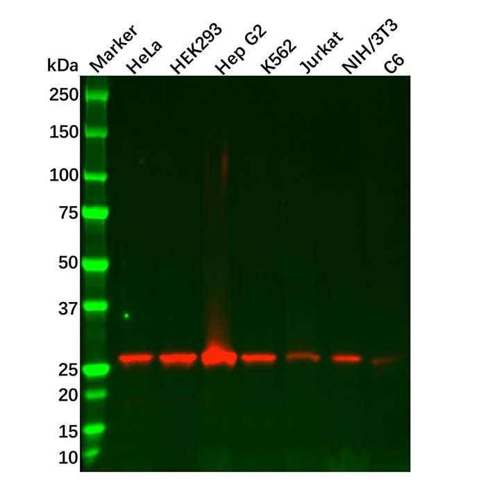 Recombinant Peroxiredoxin 4 Antibody