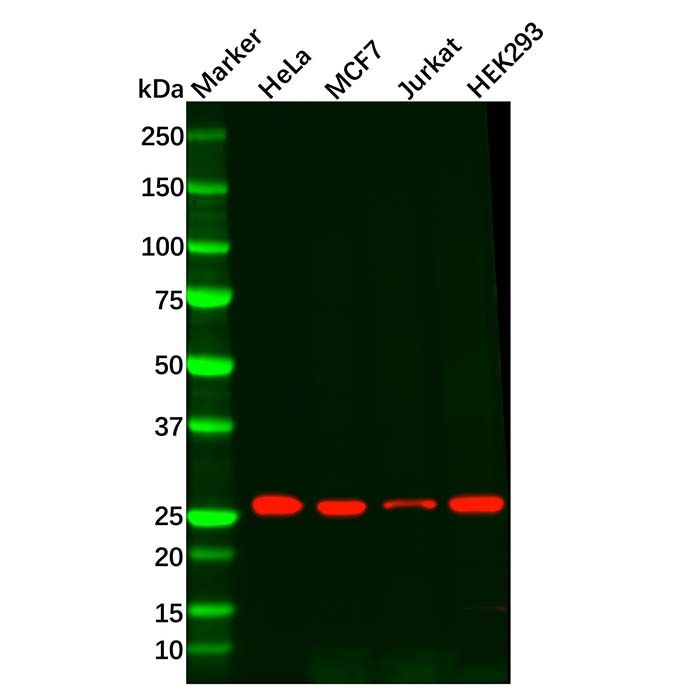 Recombinant Peroxiredoxin 6 Antibody