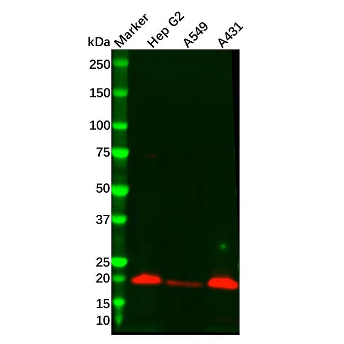 Recombinant PERP Antibody