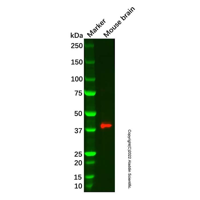 Recombinant PEX19 Antibody