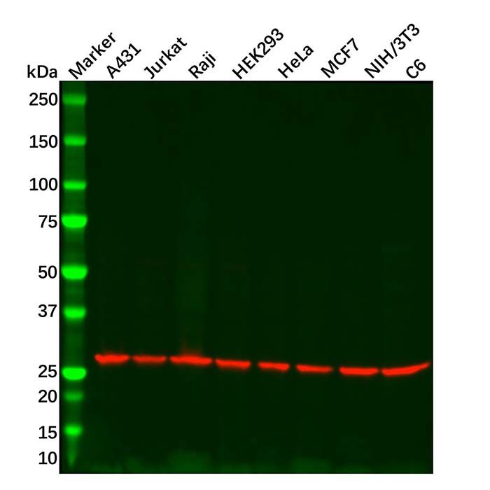PGAM1 Mouse mAb
