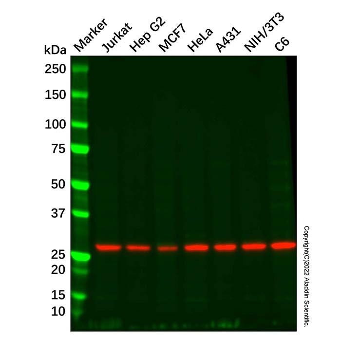 PGAM2 Mouse mAb