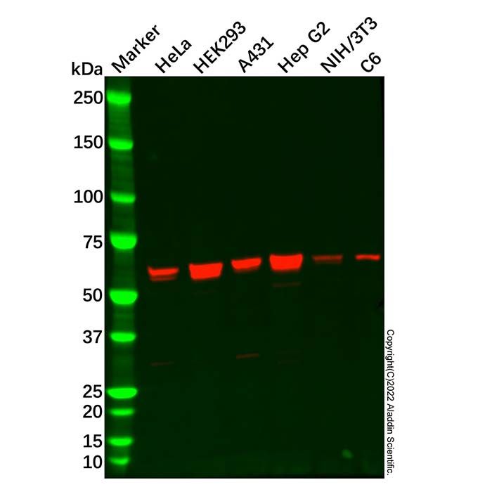 PGM1 Antibody