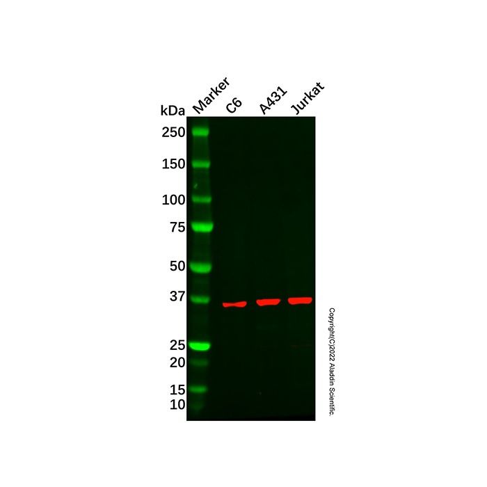 PHF6 Antibody