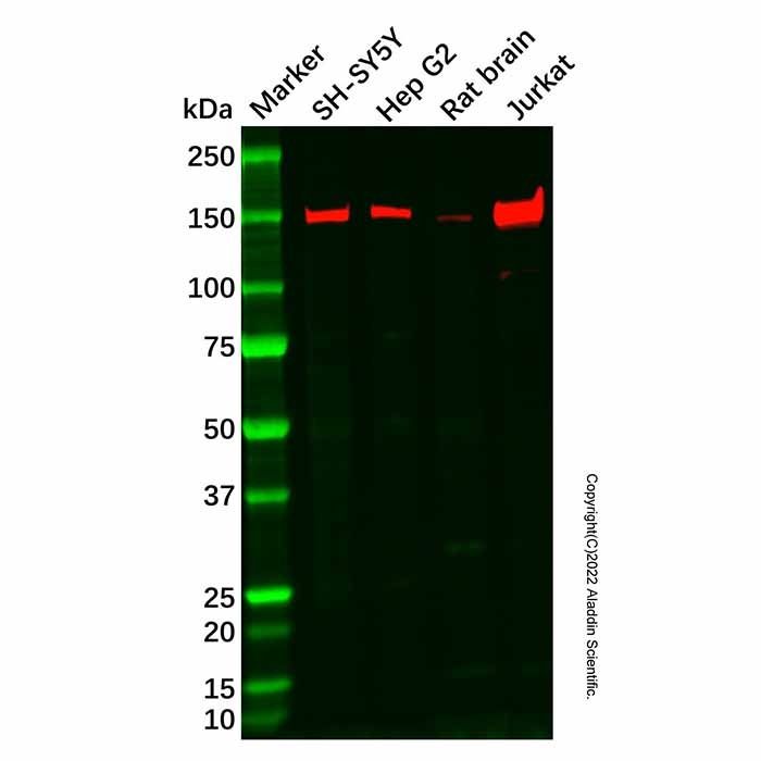 Recombinant Phospholipase C gamma 1/PLC-gamma-1 Antibody