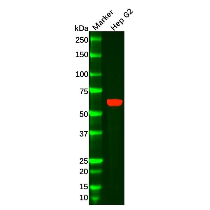 Recombinant PIAS2 Antibody