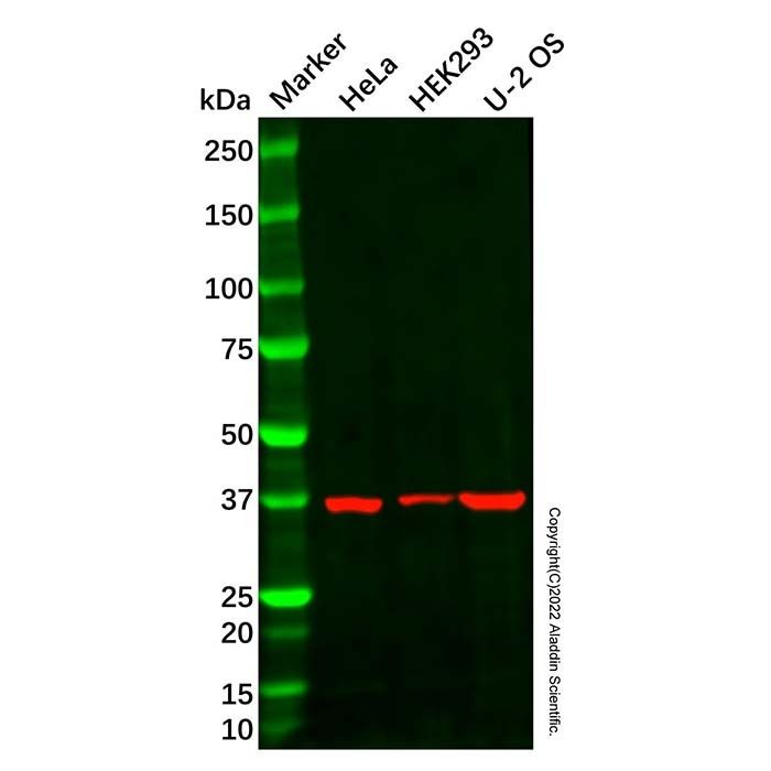 PIM3 Antibody