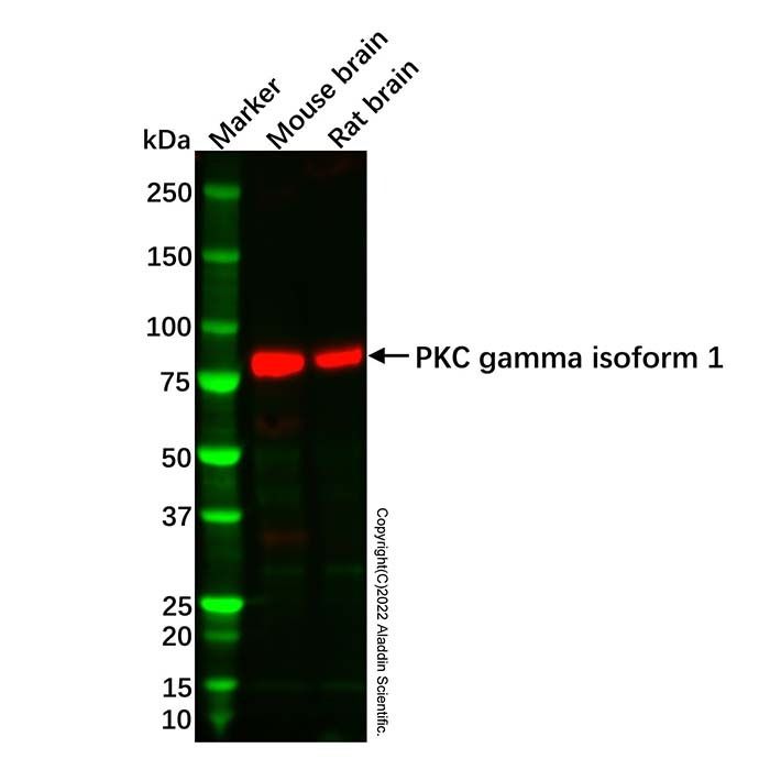 Recombinant PKC gamma Antibody