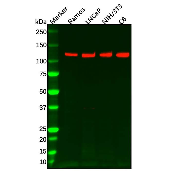 Recombinant PKN1 Antibody