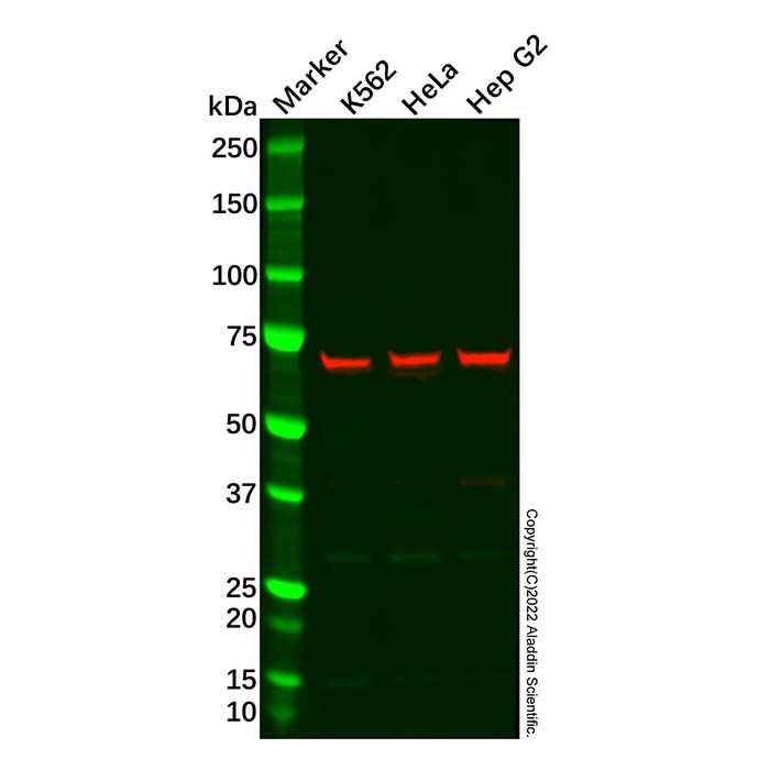 Recombinant PKR Antibody